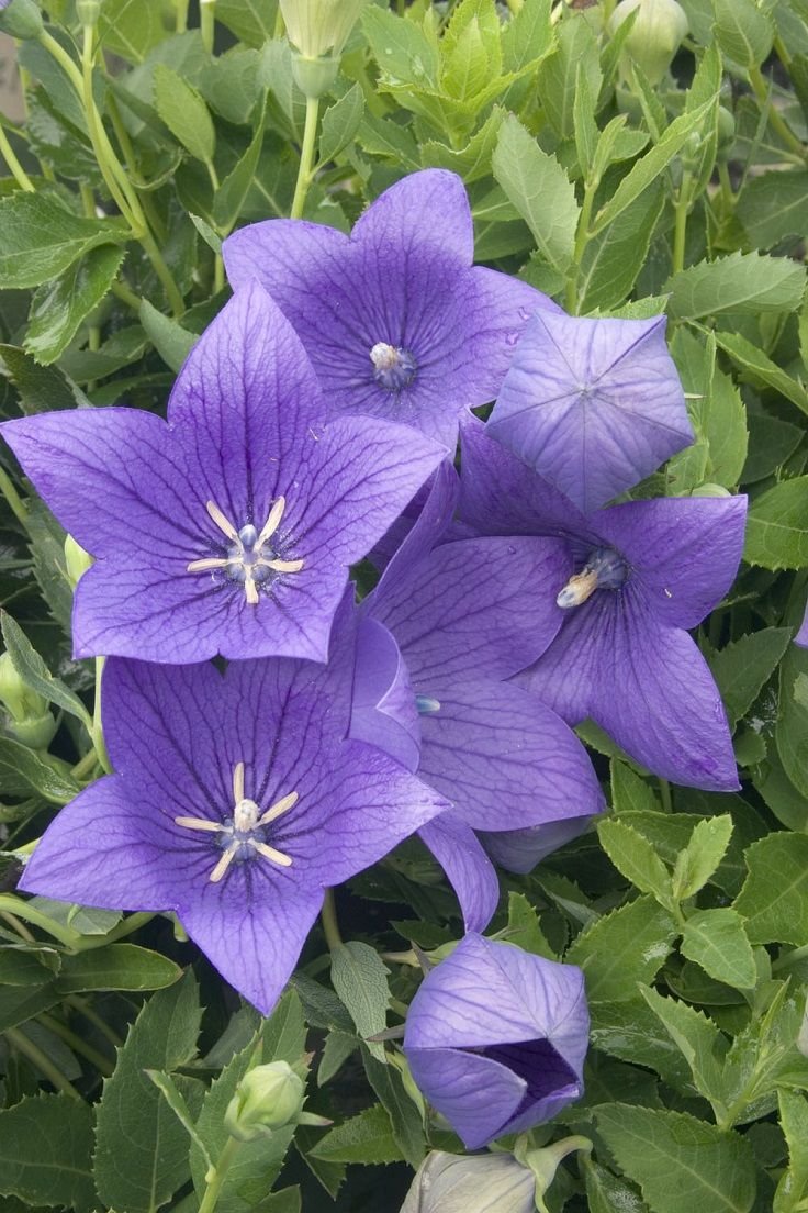 Platycodon grandiflorus