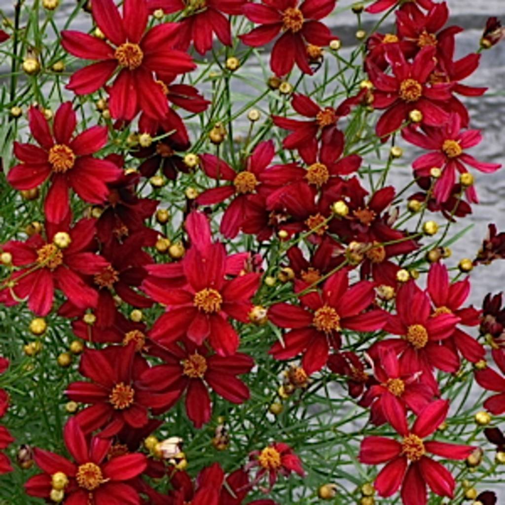 Кореопсис красильный (Coreopsis tinctoria)