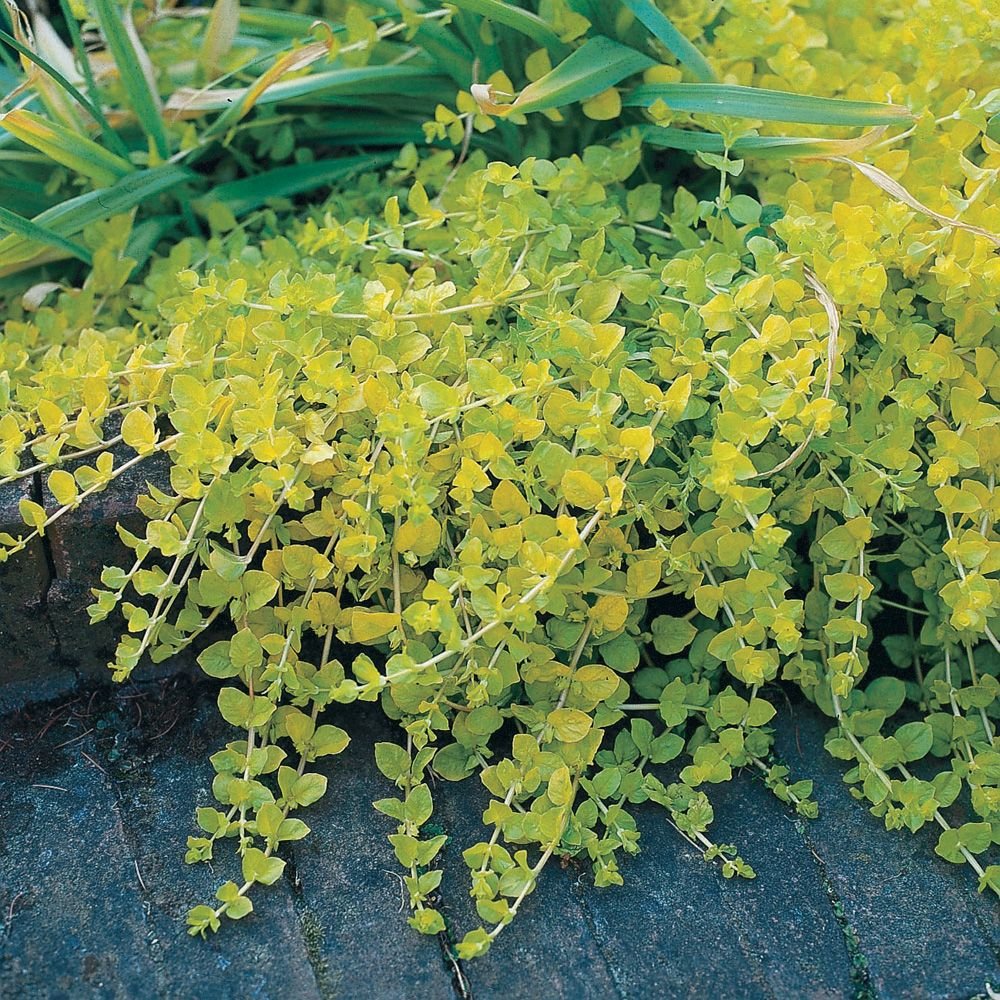 Лизимахия Lysimachia Goldilocks