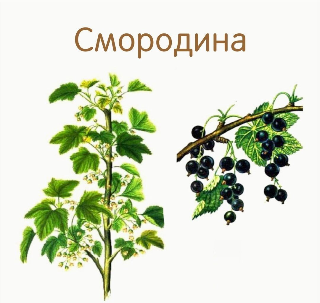 Кустарники для детей с названиями