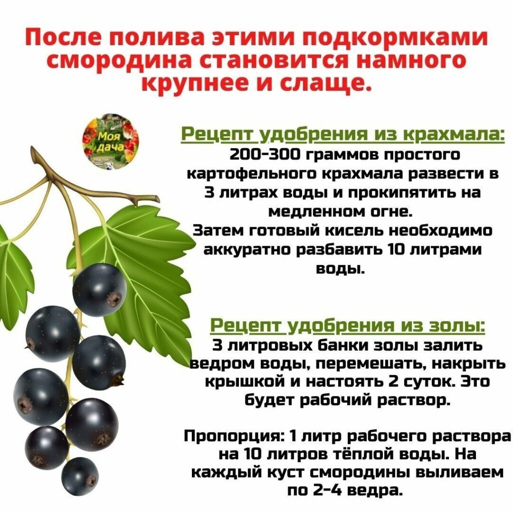 Удобрение для смородины