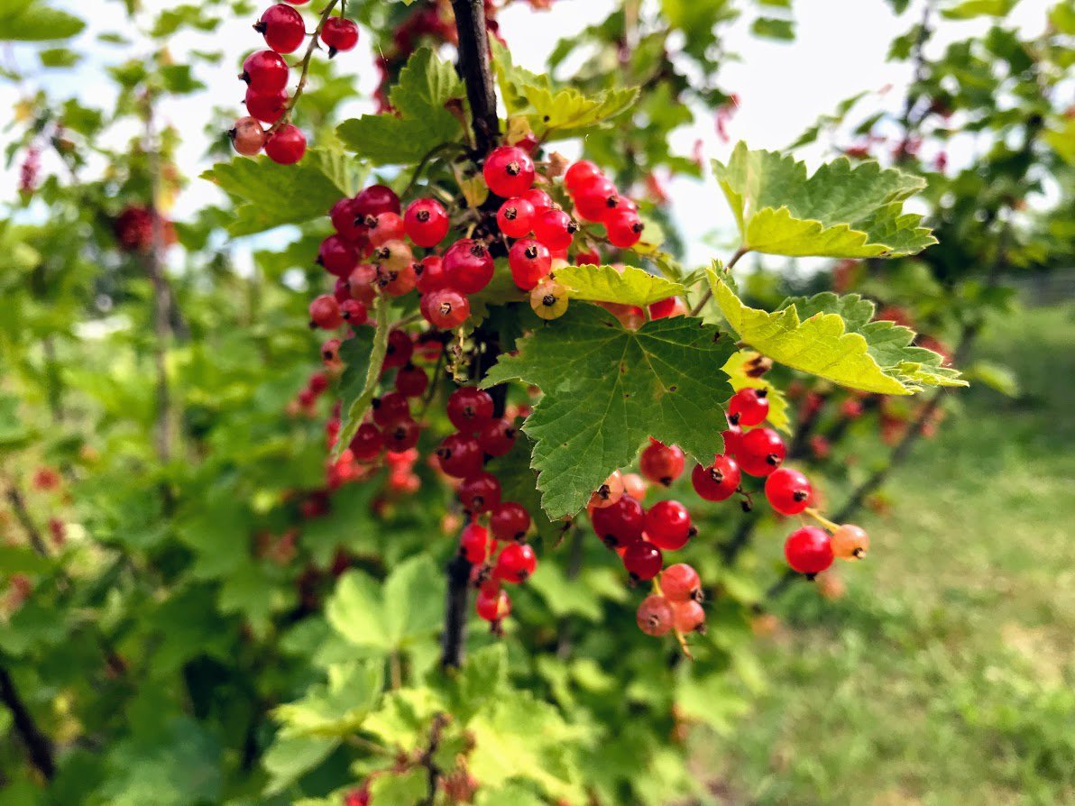Лесная смородина репис