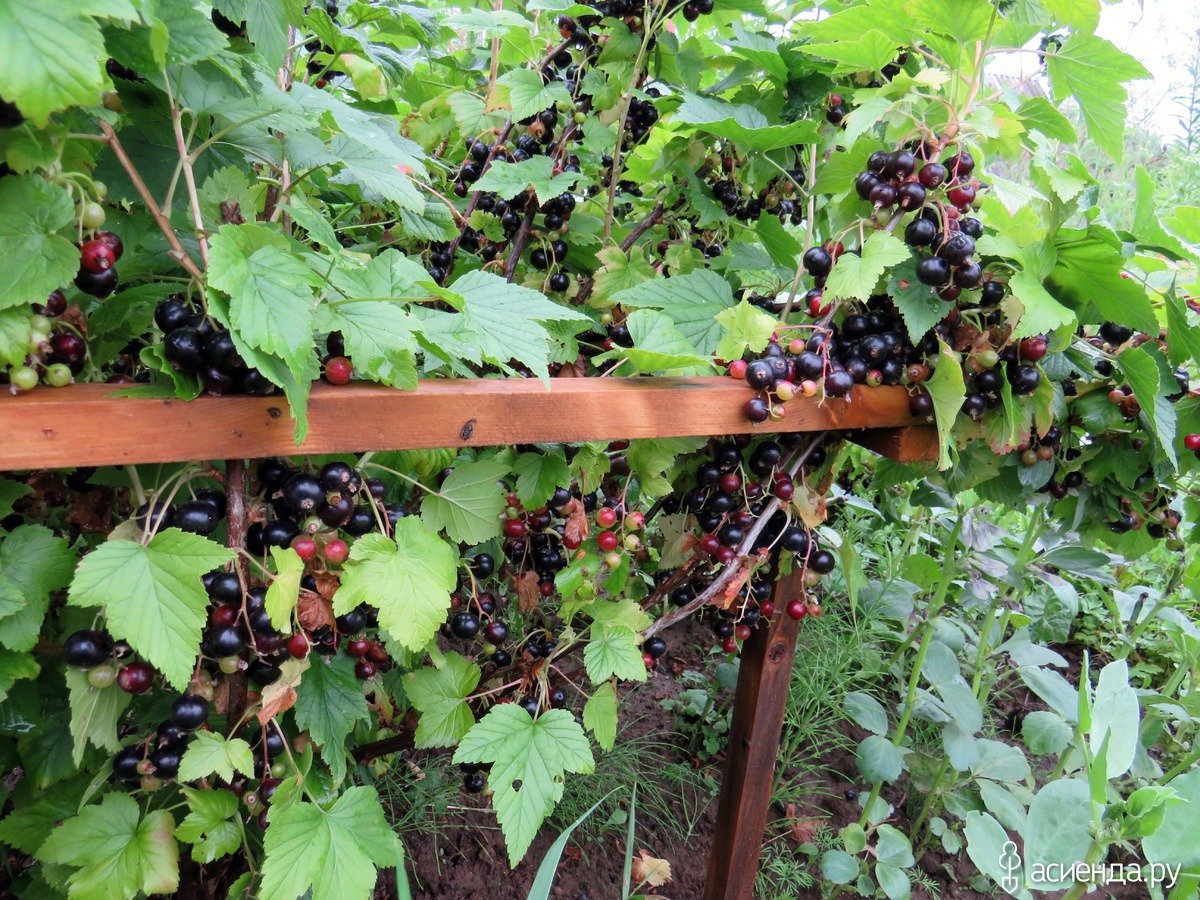 Черная смородина Добрыня куст