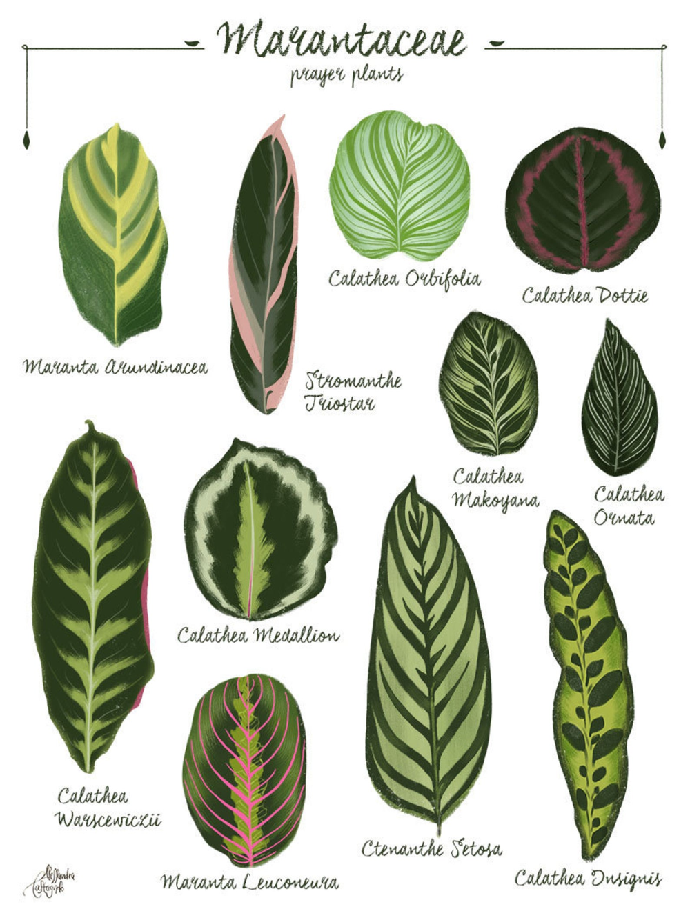 Marantaceae Leaf identification