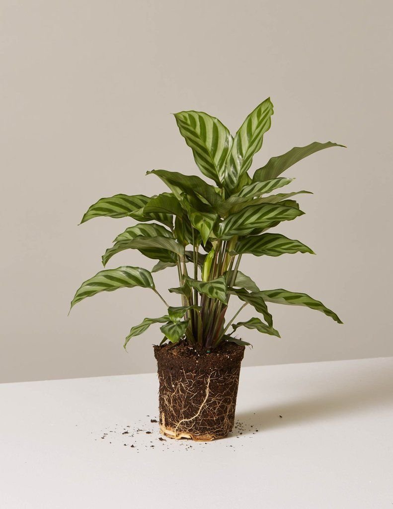 Calathea Freddie