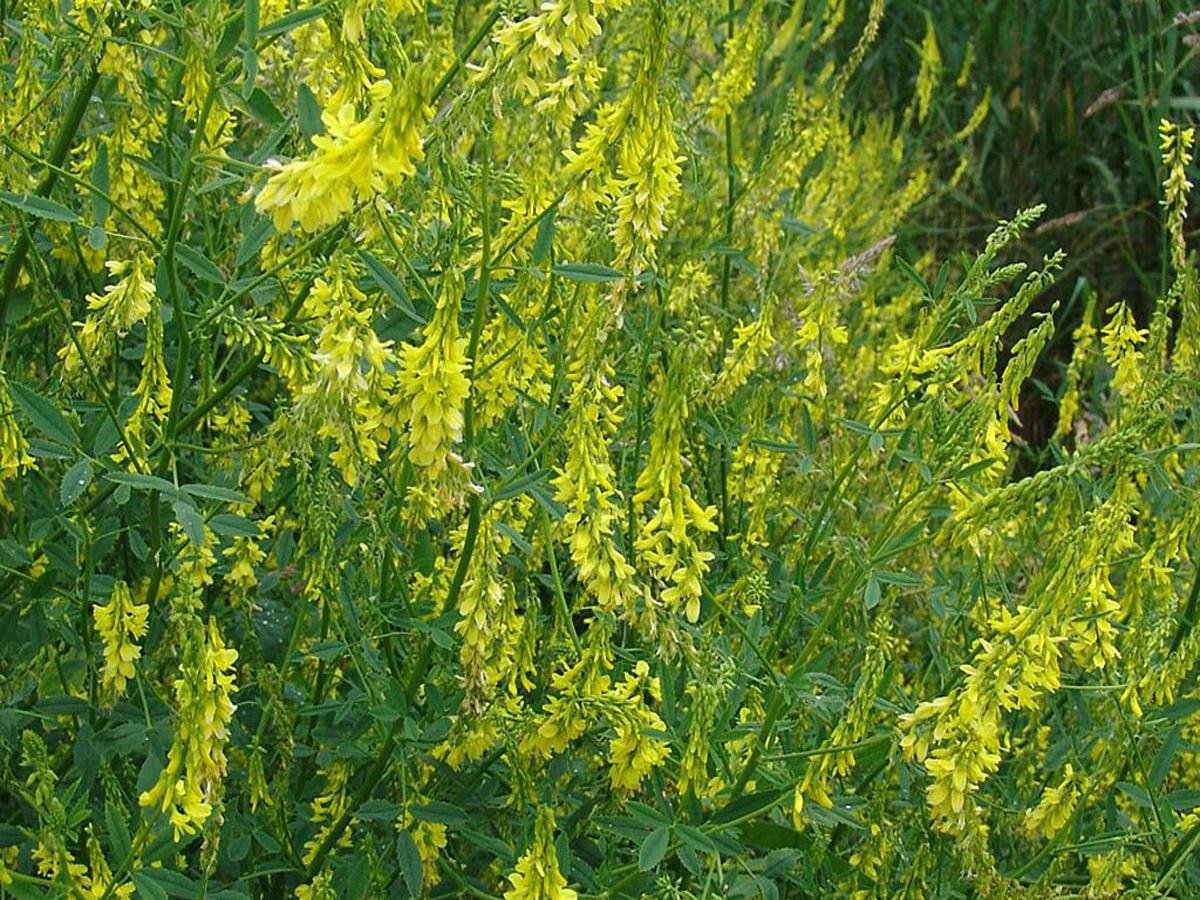 Melilotus officinalis (l.) Pall