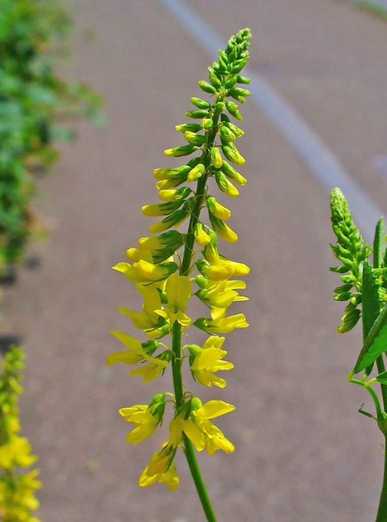 Донник Melilotus officinalis