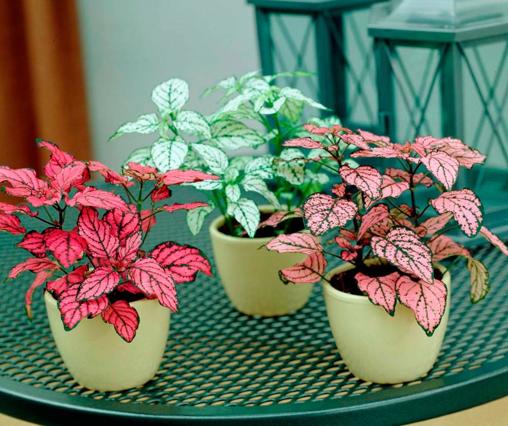 Диффенбахия Камилла (Dieffenbachia Camilla)