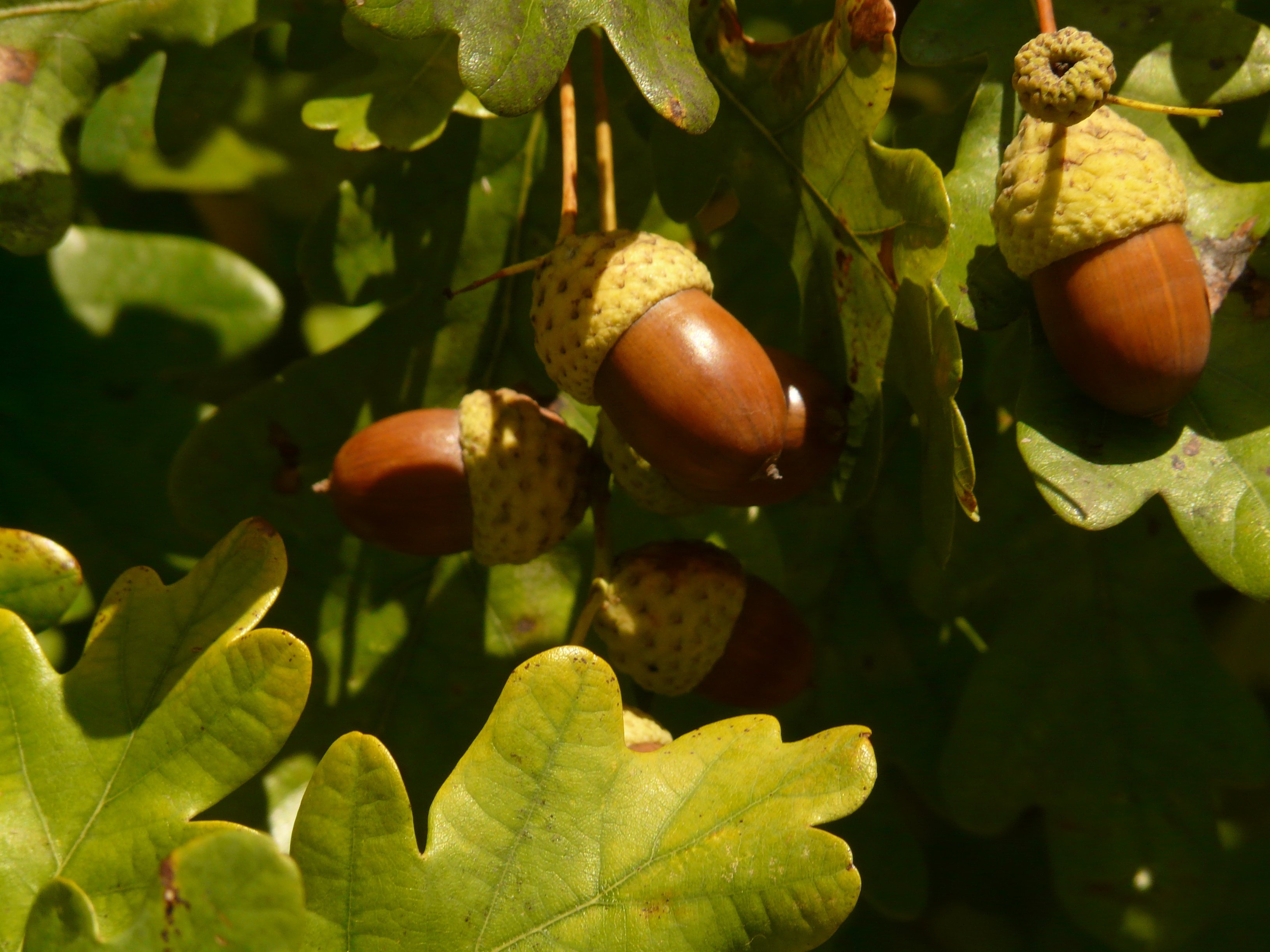 Собирают спелые орехи желуди дикие фрукты. Дуб черешчатый (Quercus Robur). Дуб черешчатый (Quercus Robur l.). Quercus Robur плод. Дуб каштанолистный желуди.