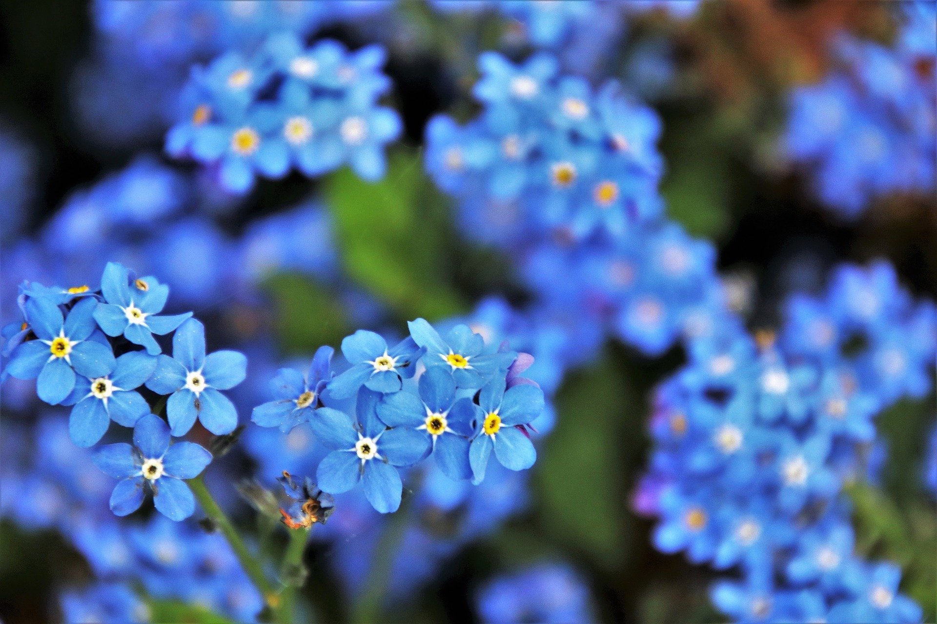 Называется незабудка. Незабудка Садовая голубая. Незабудка синие цветочки. Голубые цветы незабудки. Незабудка голубые дали.