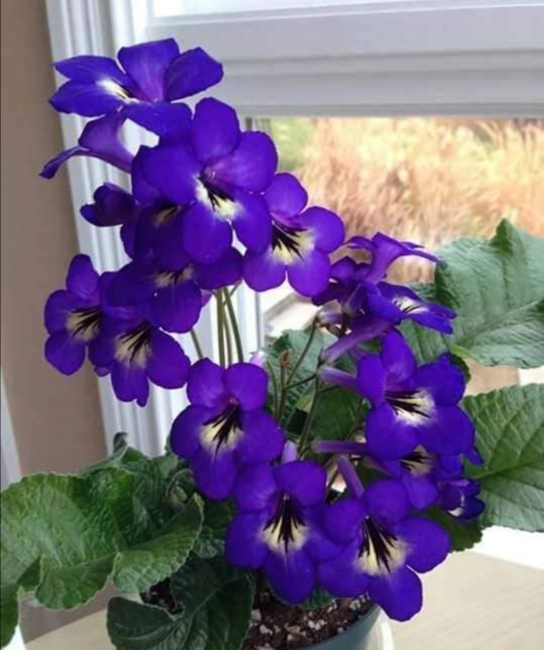 Комнатные цветы фиолетовые