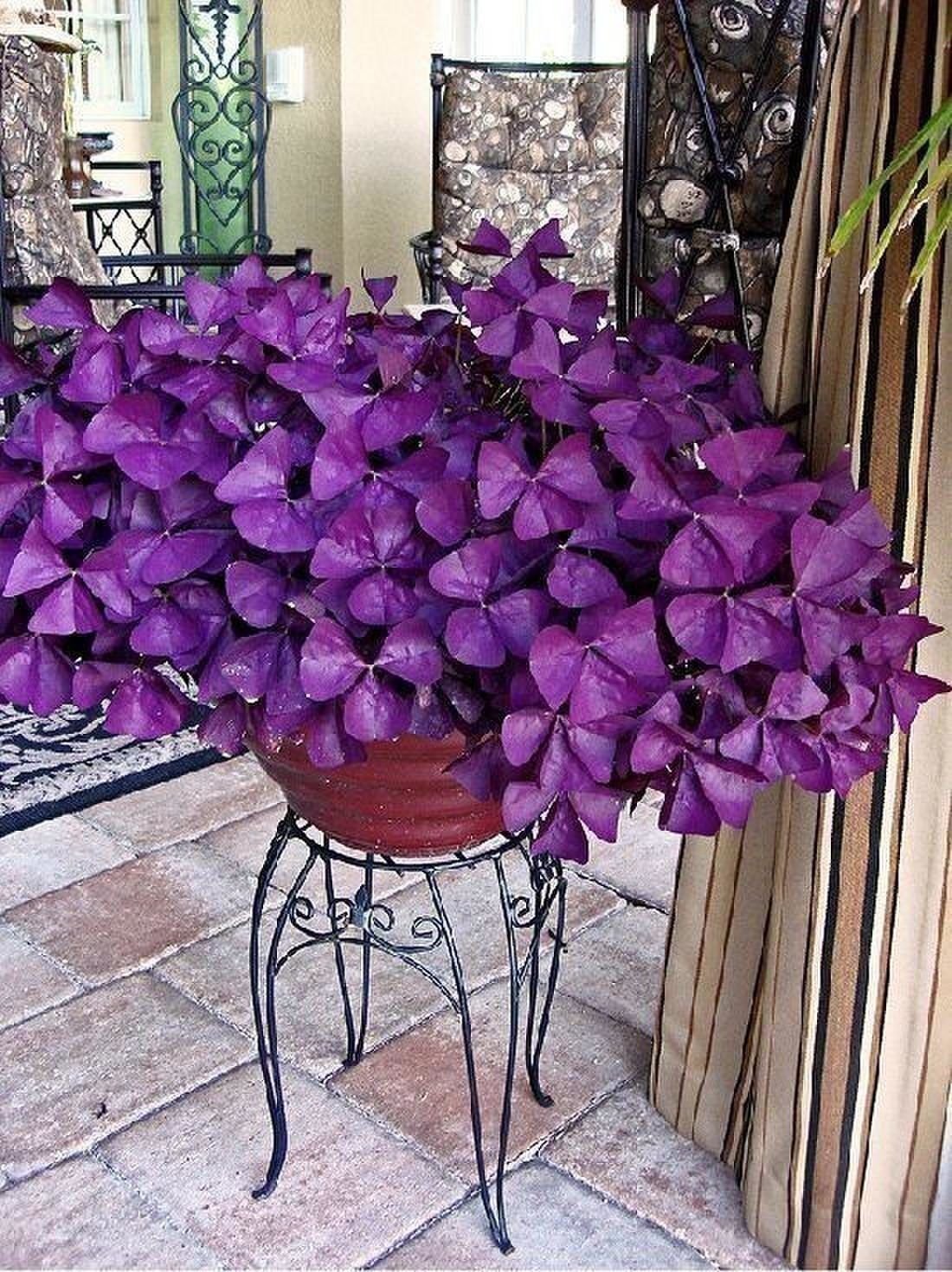 Кислица треугольная (Oxalis triangularis)