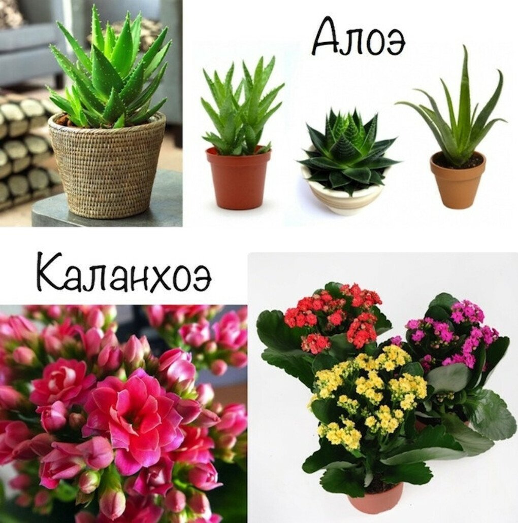 Неприхотливые комнатные растения