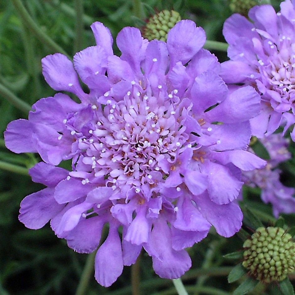 Скабиоза Atropurpurea