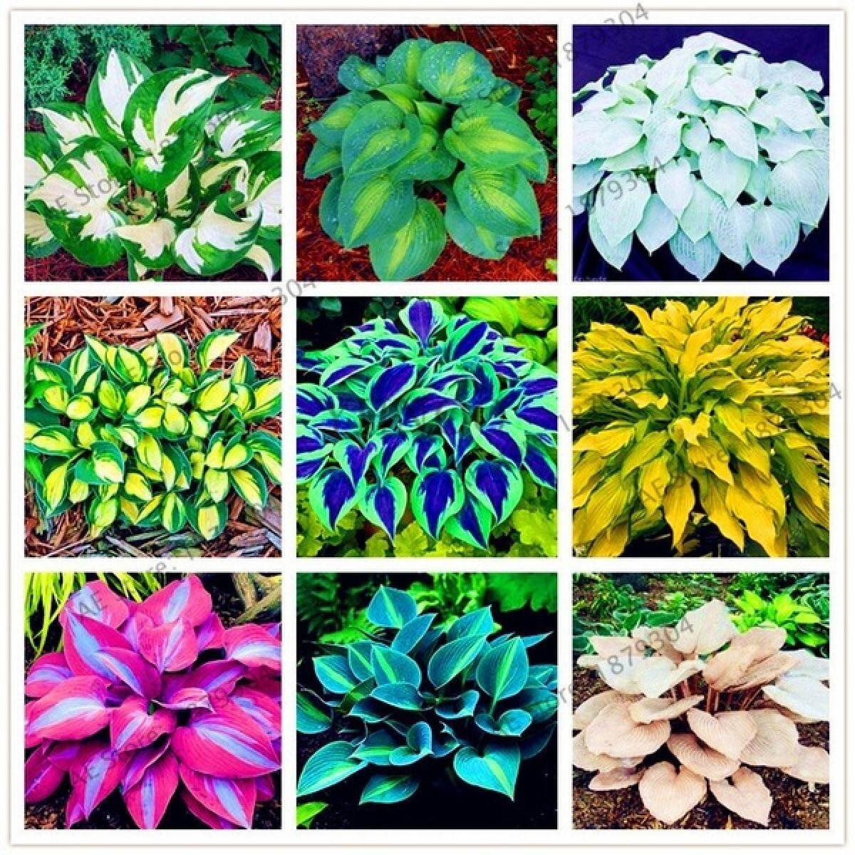 Hosta perennials Plantain Lily Flower