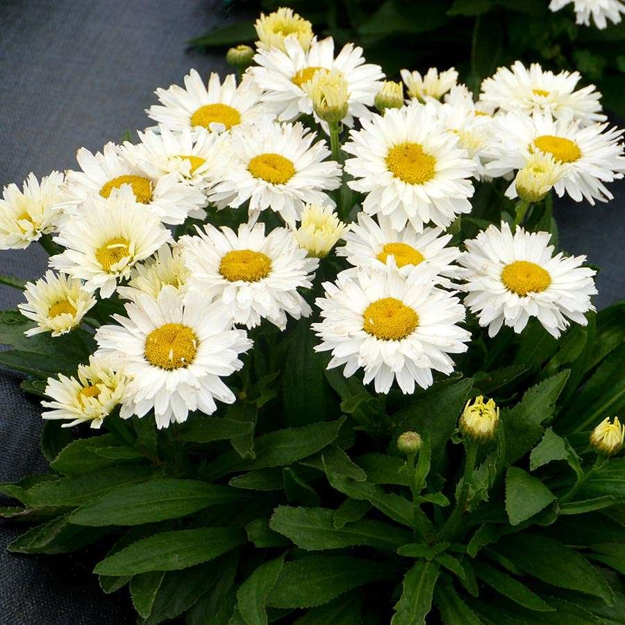 Нивяник Аляска многолетник