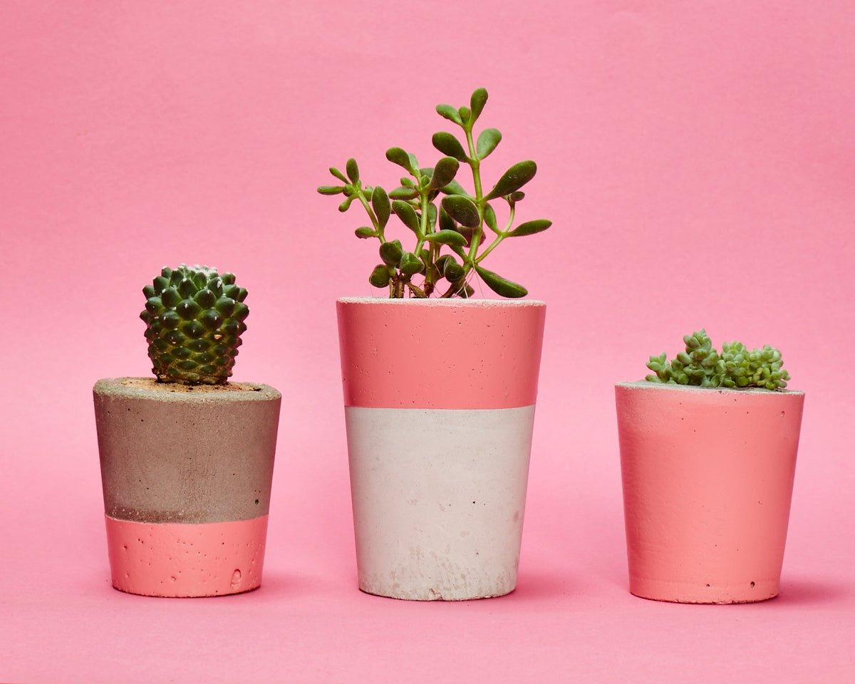 Cactus Pot горшки кактусы Суккуленты