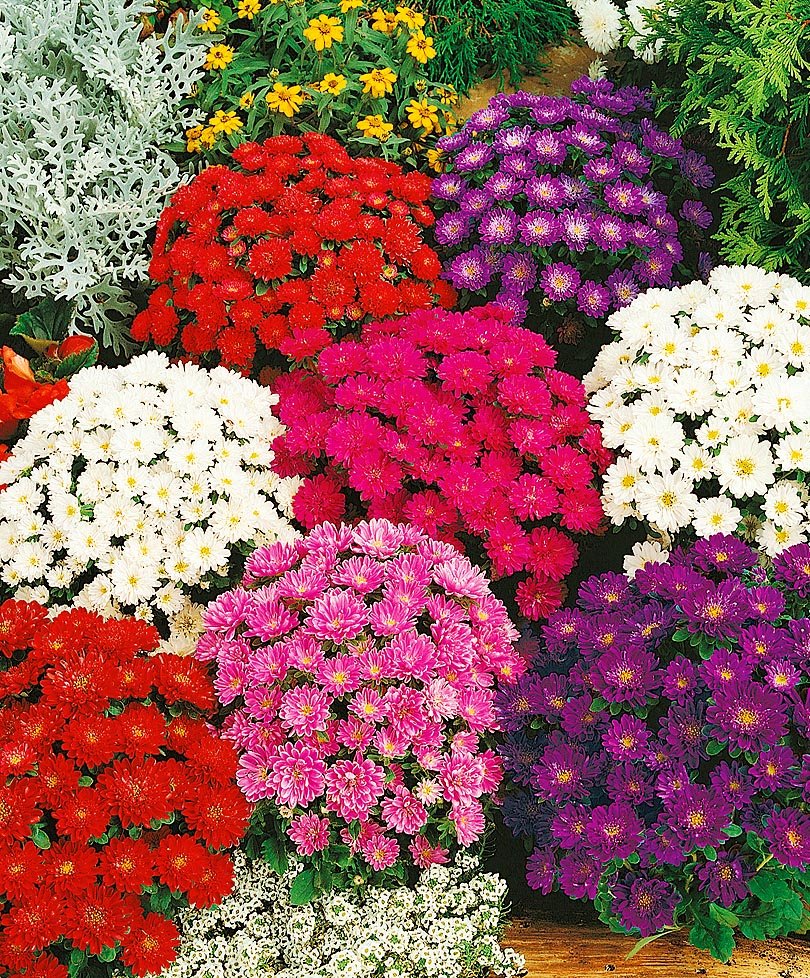 Астра китайская Пиноккио микс