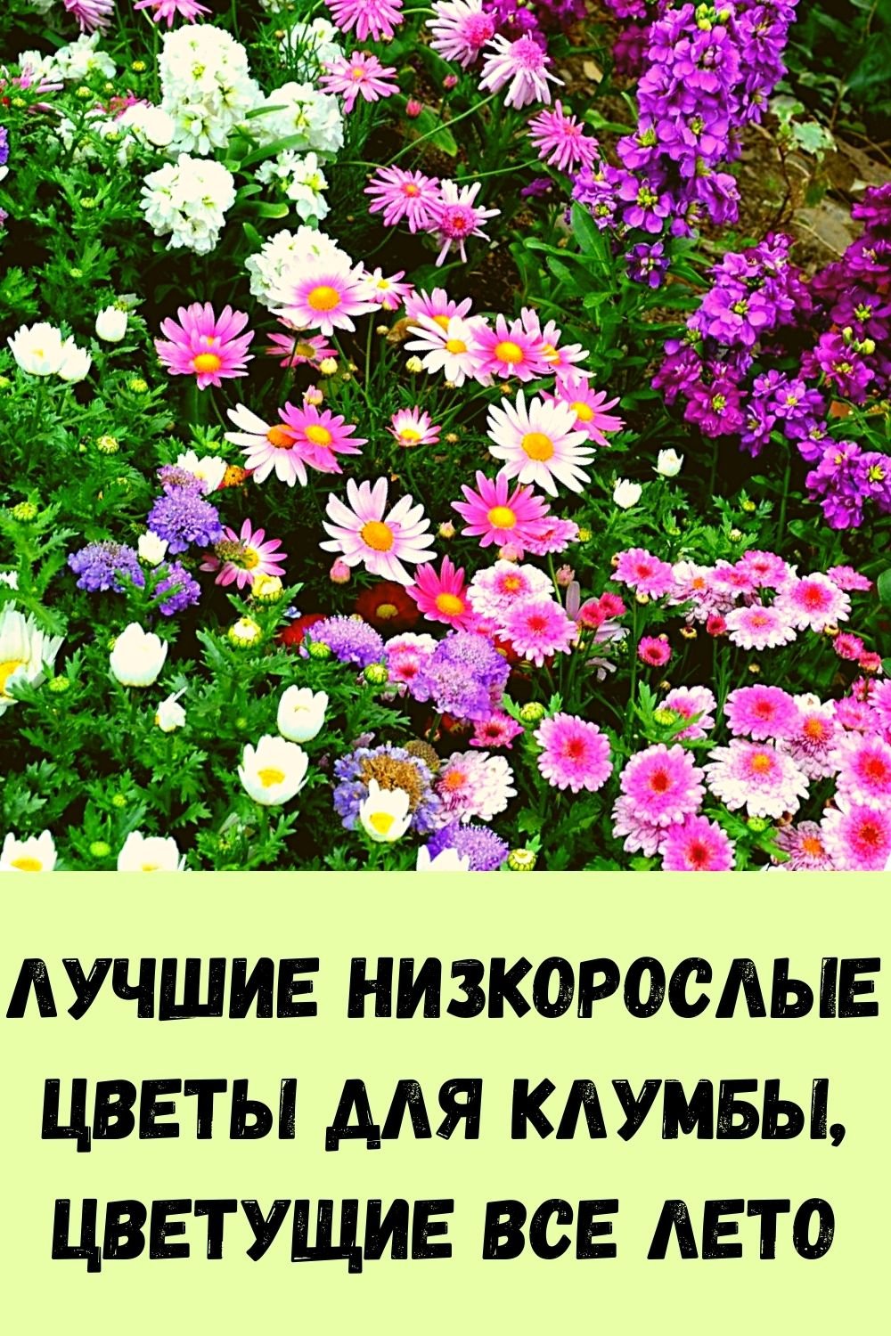 Садовые цветы однолетники низкорослые