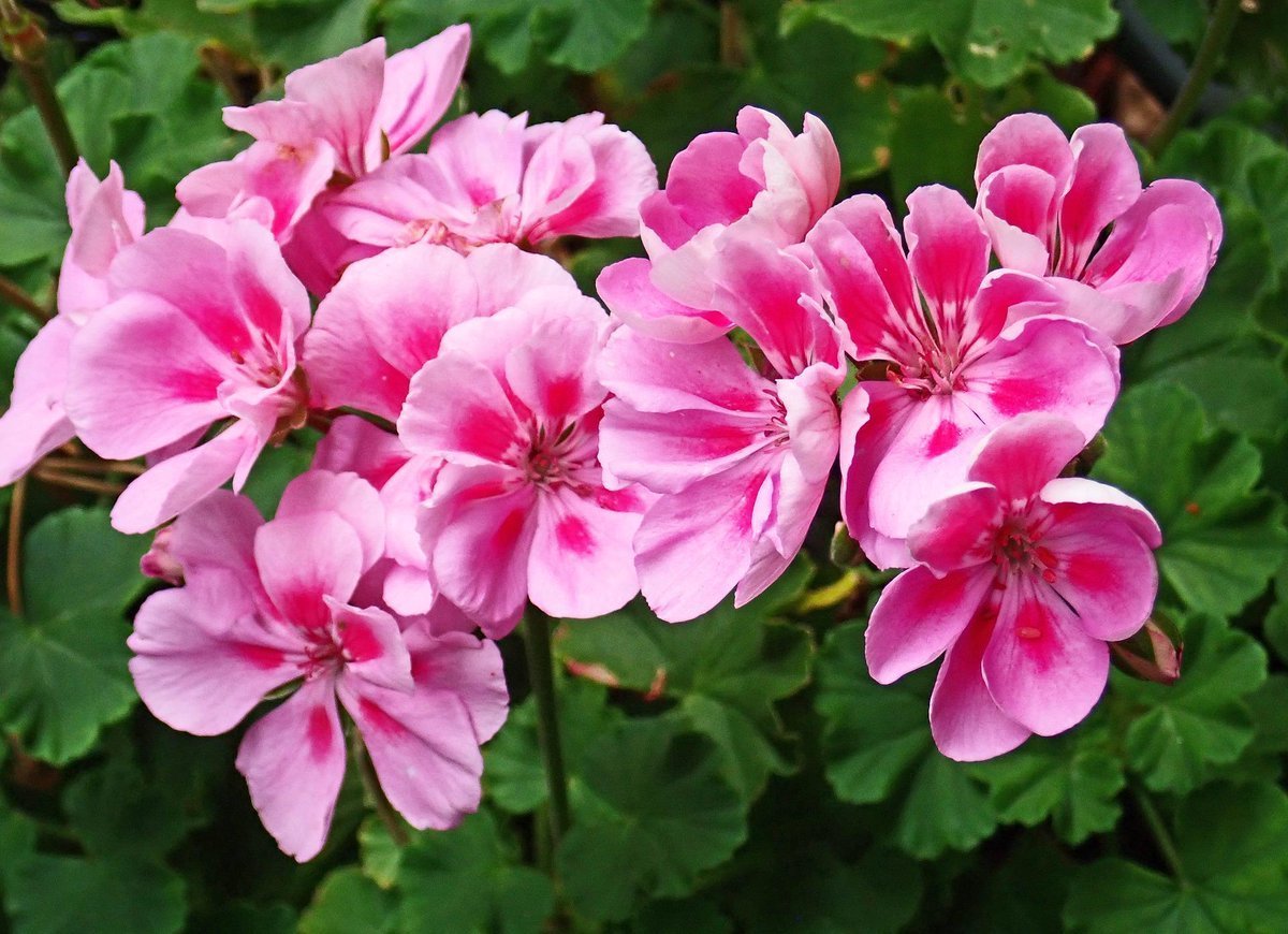 Primavera пеларгония