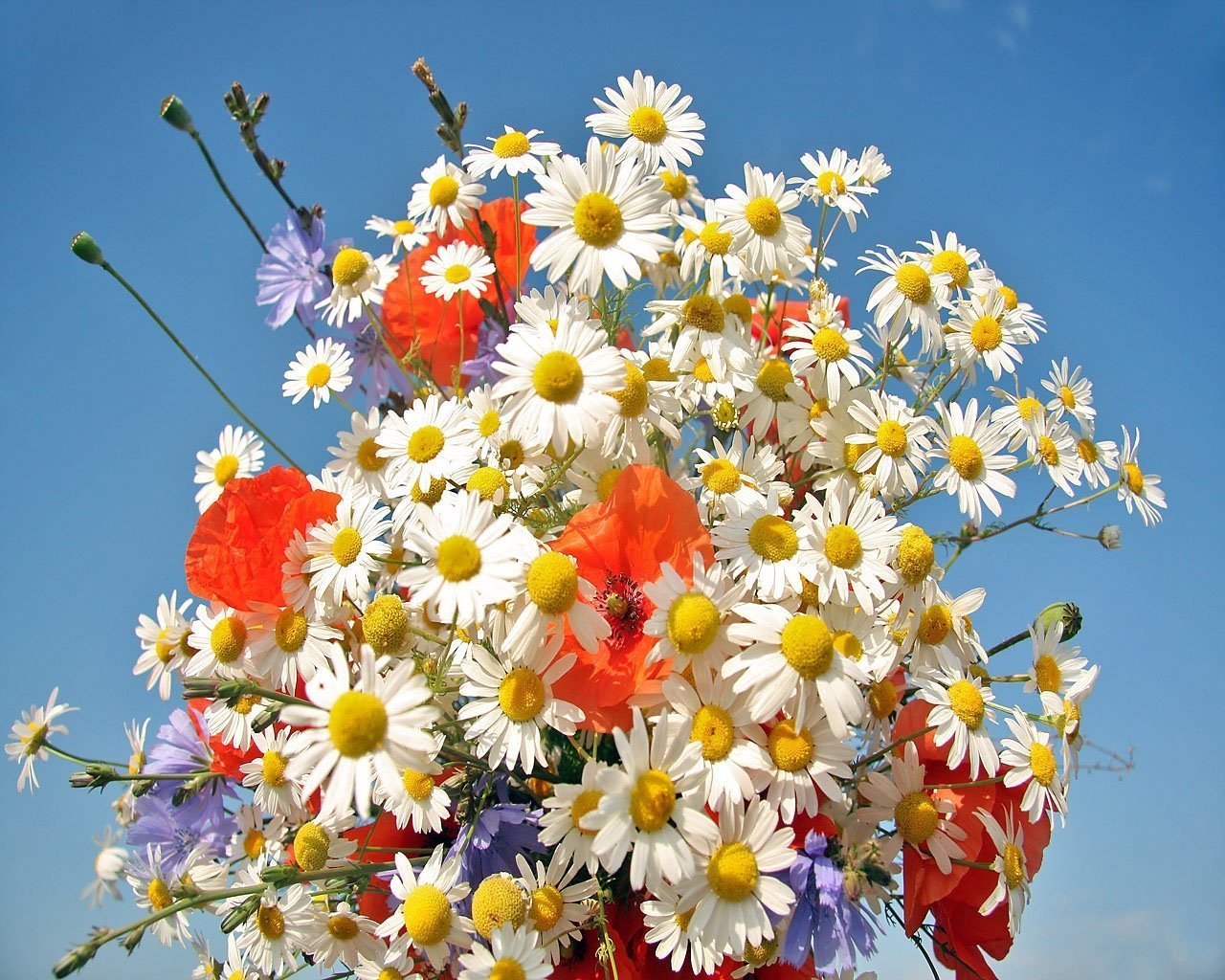 День рождения женщины солнце. Красивый летний букет. Полевые цветы. Летние цветы. Букет цветов «летний».