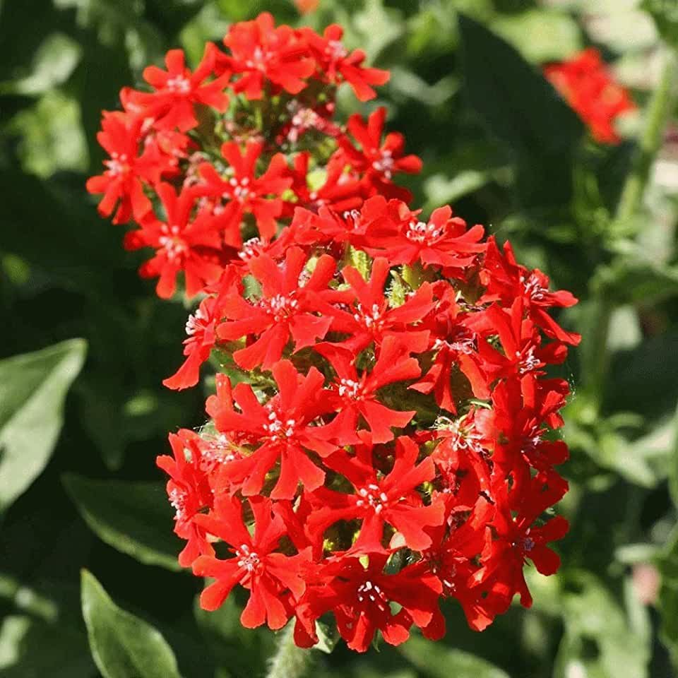 Лихнис корончатый.халцедонский