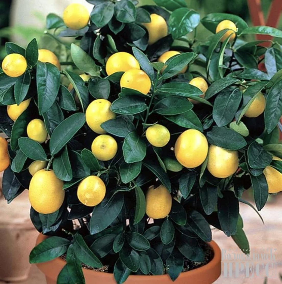 Вырастить лимон в домашних условиях с плодами. Цитрофортунелла лимон. Lemon Tree (лимонное дерево). Цитрус (комнатное растение) лимон Мейера. Лимон Citrus Limon.
