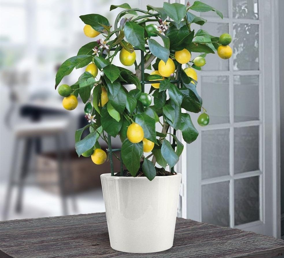 Цветы лимонник