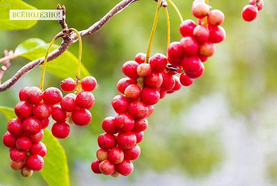 Лимонник китайский /Плазмас/