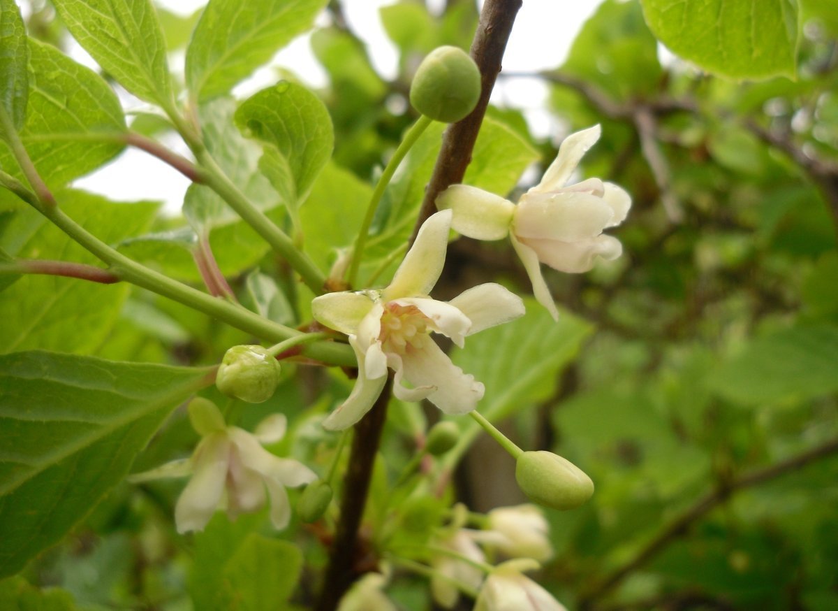 Lemon Citrus Limon Италия