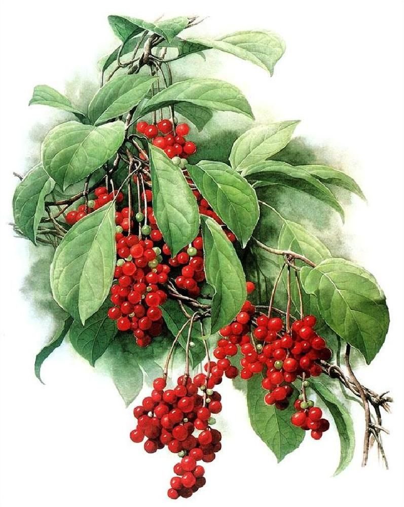 Цветы лимонник