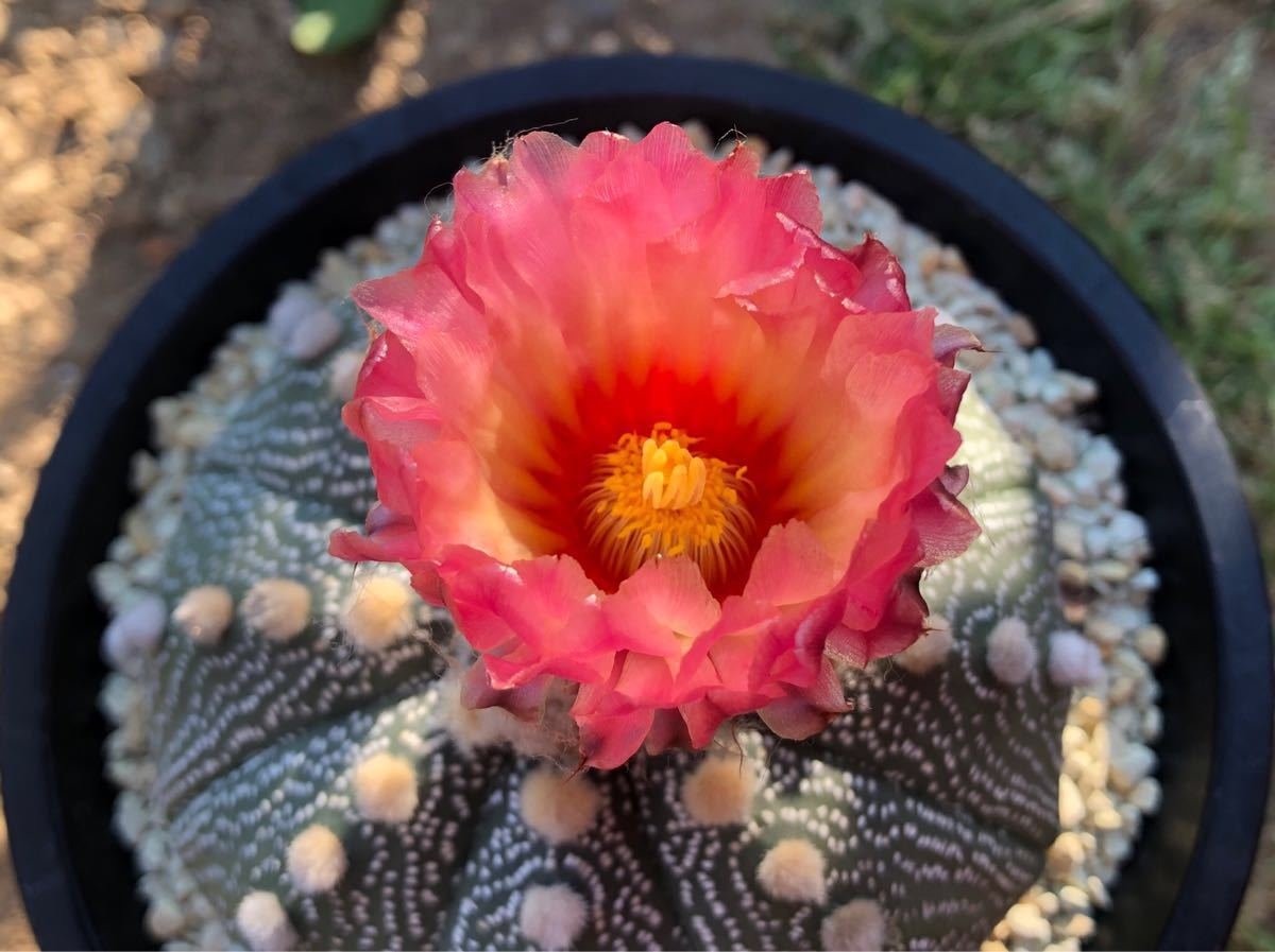Astrophytum Asterias 'Red'