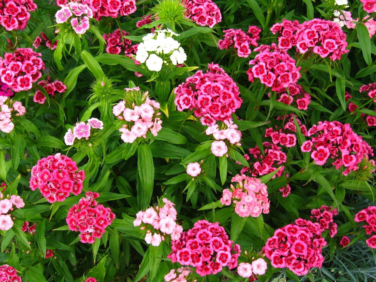 Гвоздика бородатая - Dianthus barbatus