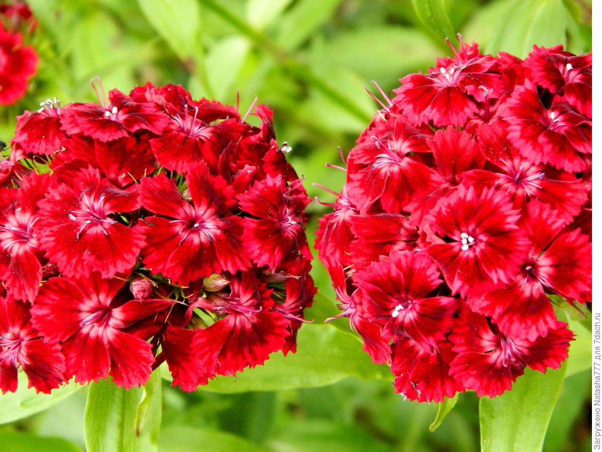 Гвоздика бородатая - Dianthus barbatus