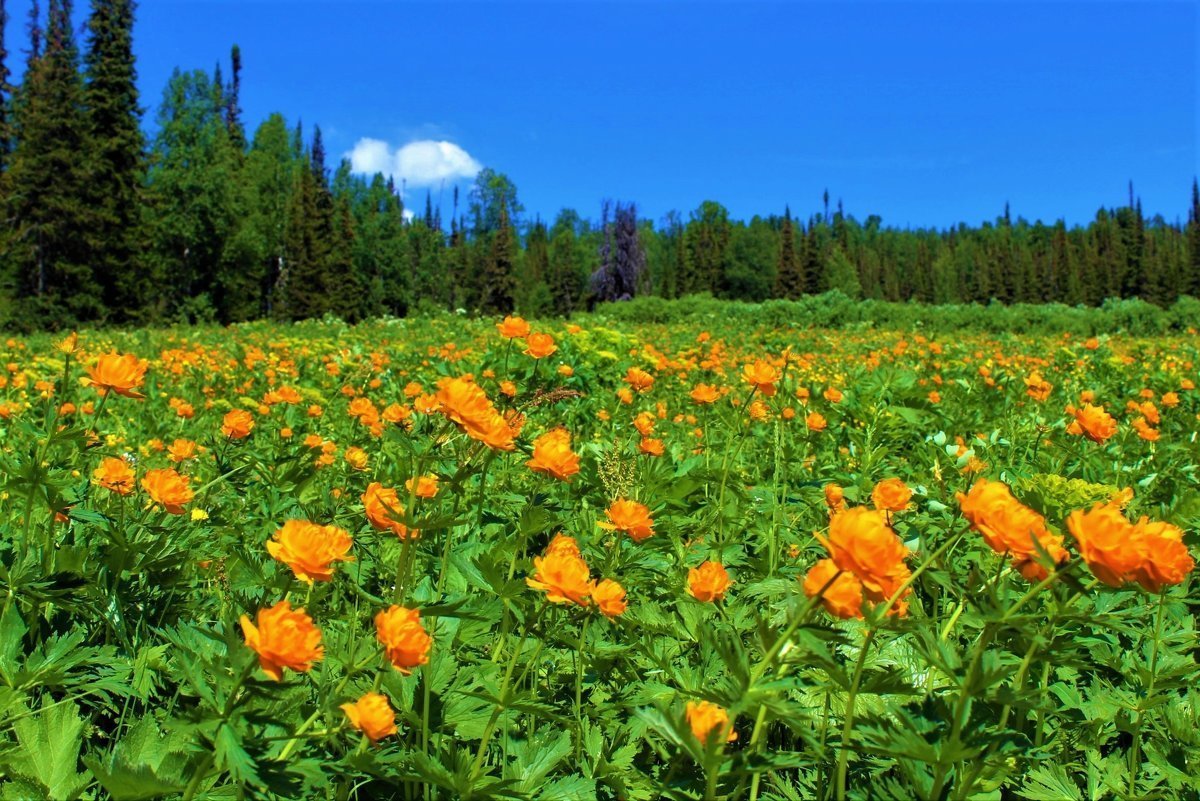 Сибирские цветы