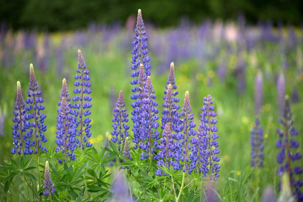 Люпин узколистный Lupinus angustifolius