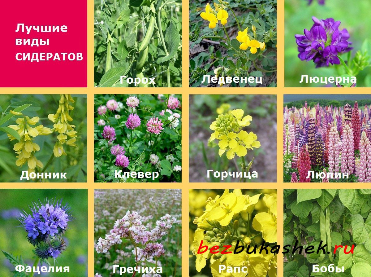 Рапс Луговой