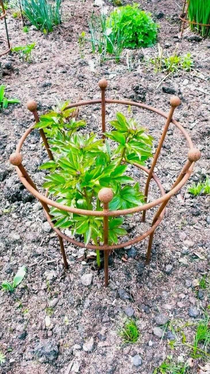 Опоры для пионов