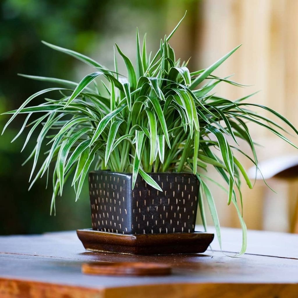 Хлорофитум хохлатый Chlorophytum comosum