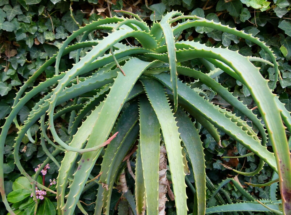 Алоэ arborescens