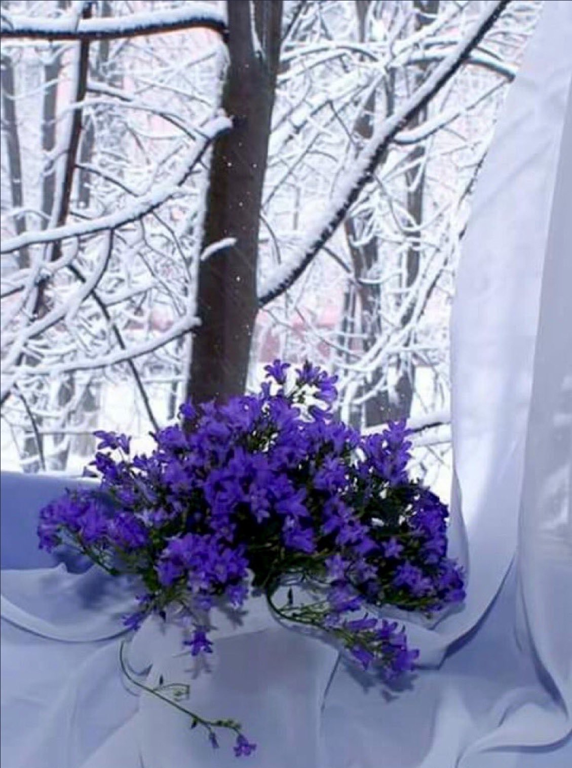 Красивого утра февраля. Зимние цветы. Зимник цветок. Цветы зимой. Красивый зимний букет.