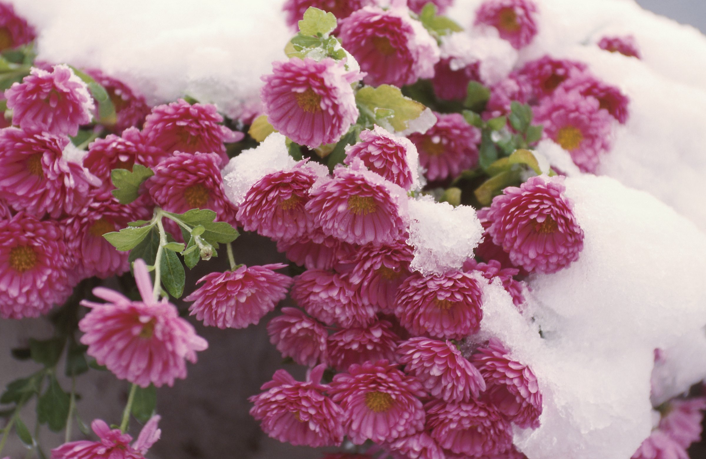 Картинки цветов в снегу. Морозко цветок. Хризантемы Дубки снег. Хризантема зимняя вишня. Хризантема сиреневый иней.