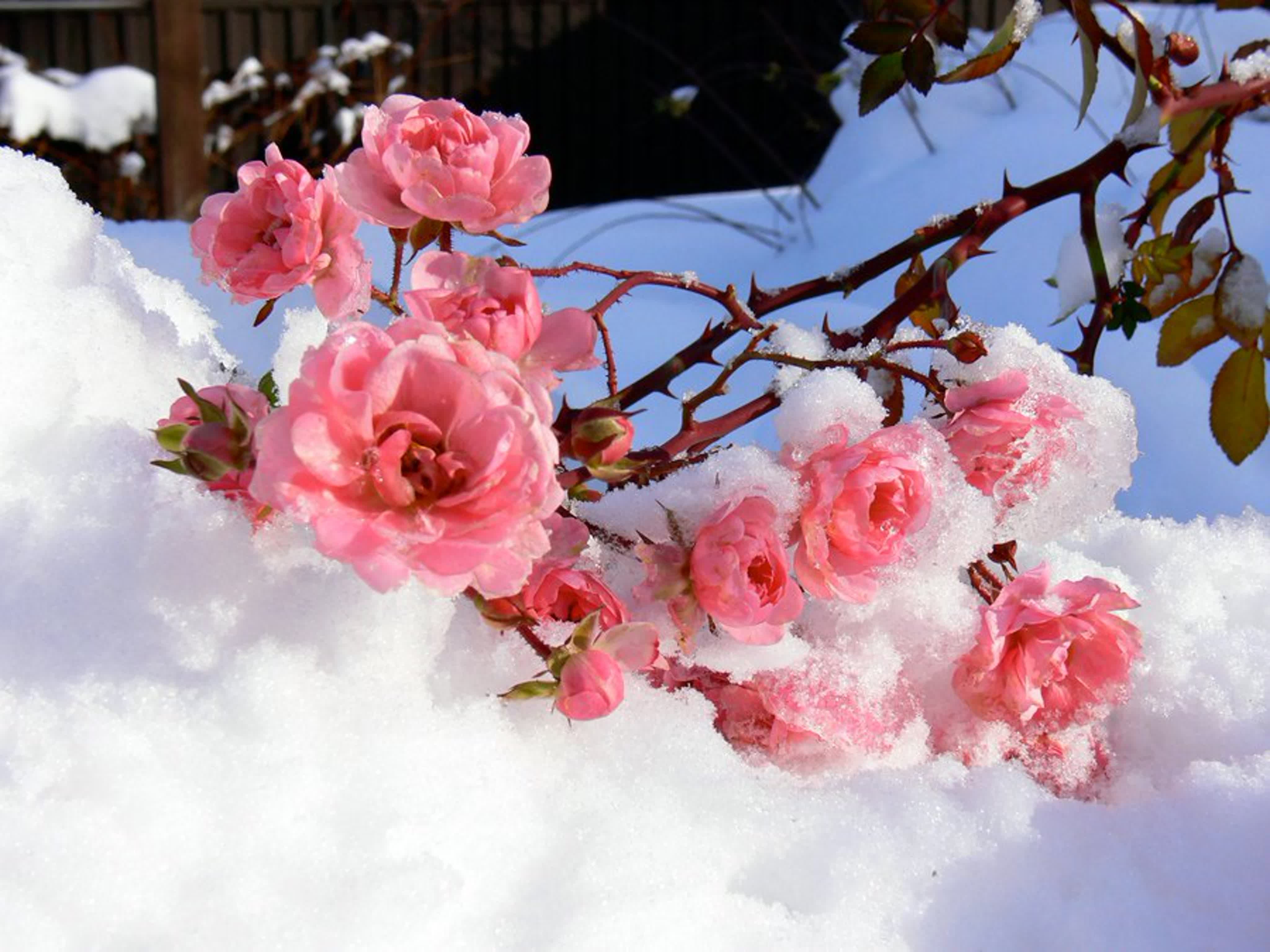 С зимой с первым снегом. Зимние цветы. Цветы в снегу. Красивые зимние цветы. Розы зимой.