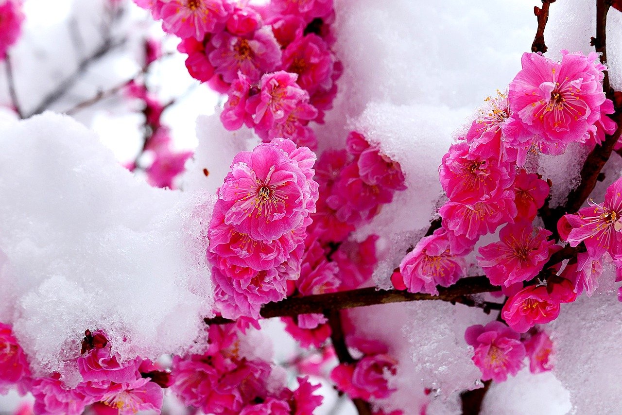 Цветок зима красивая. Сноу Флауэр. Зимние цветы. Цветы в снегу. Красивые зимние цветы.