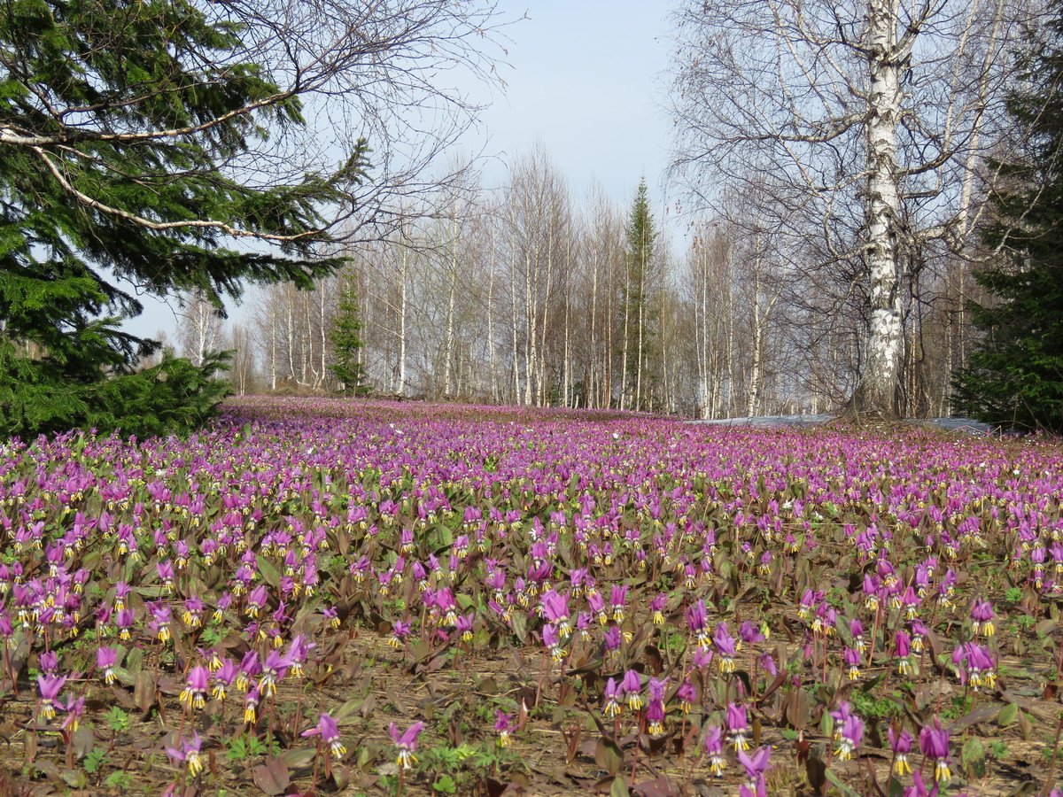 Растения нац парка Салаир