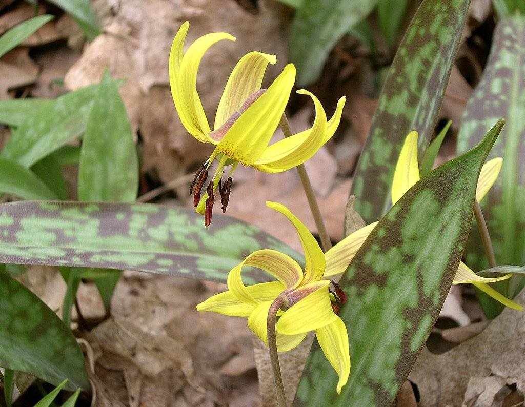 Кандык (Erythronium)