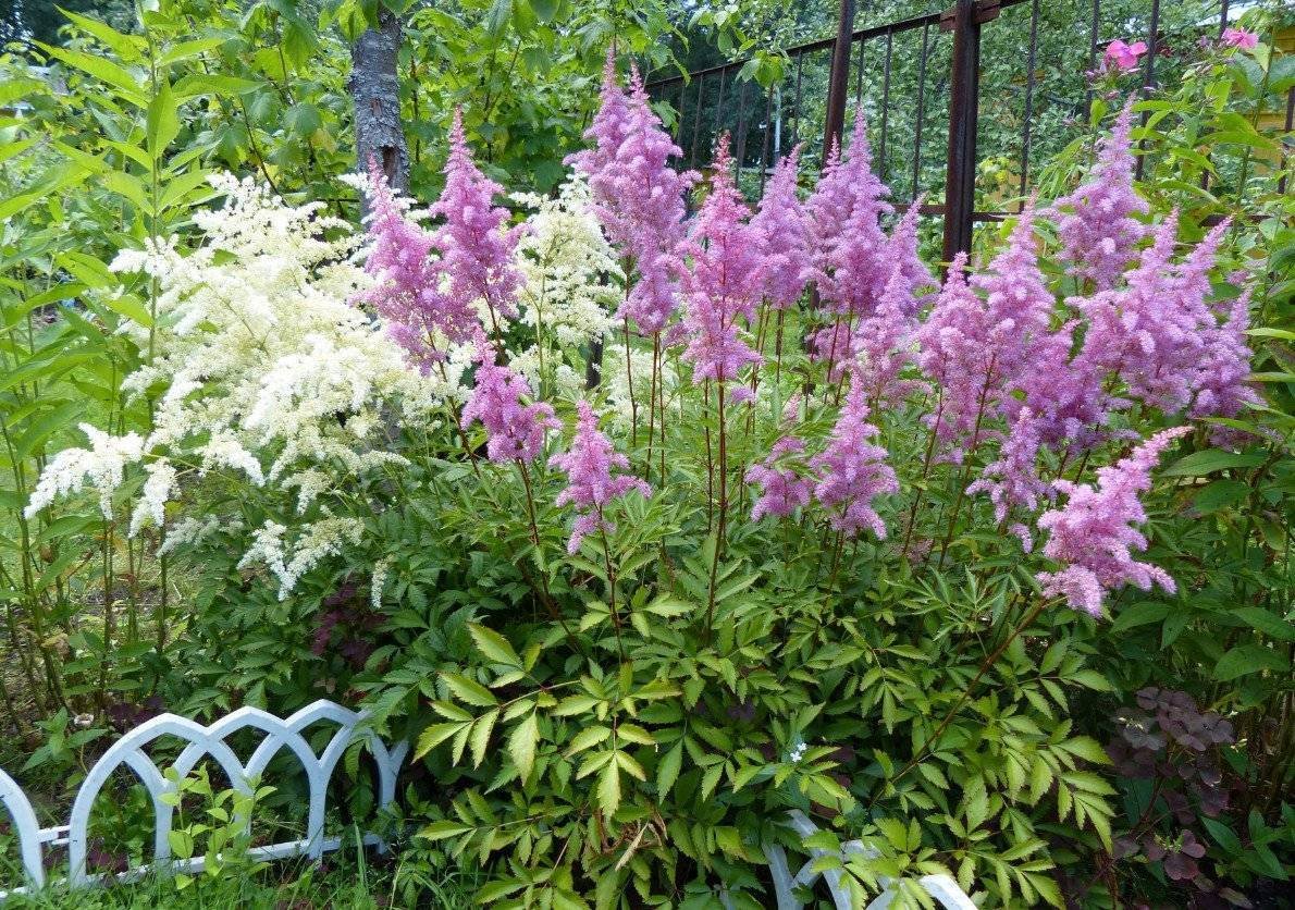 Astilbe arendsii Amethyst