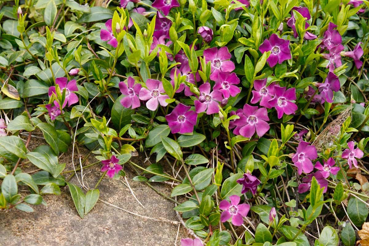 Барвинок малый 'Atropurpurea'