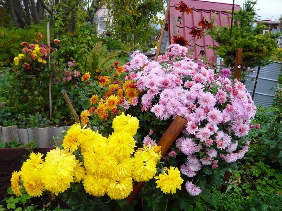 Хризантема мультифлора Мишель