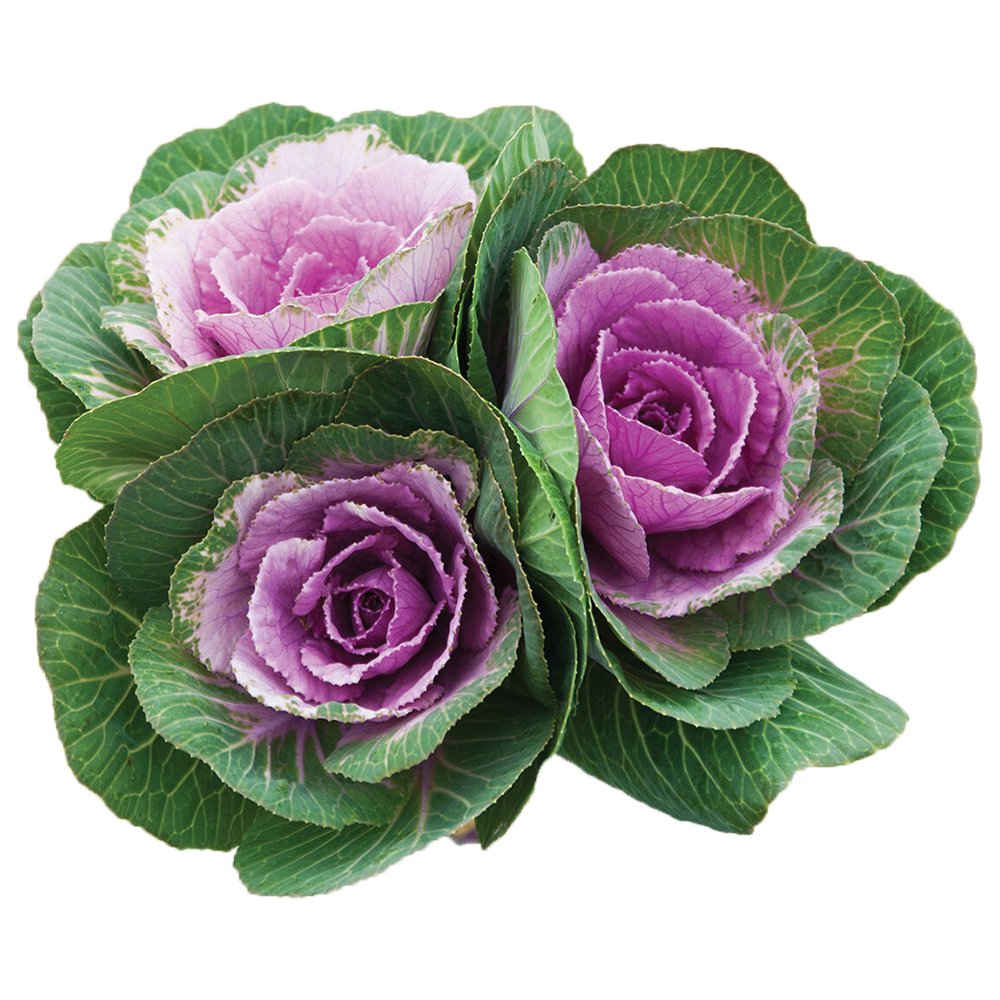 Декоративная капуста Brassica oleracea